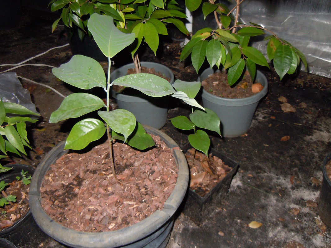 01-07-2014 greenhouse 024