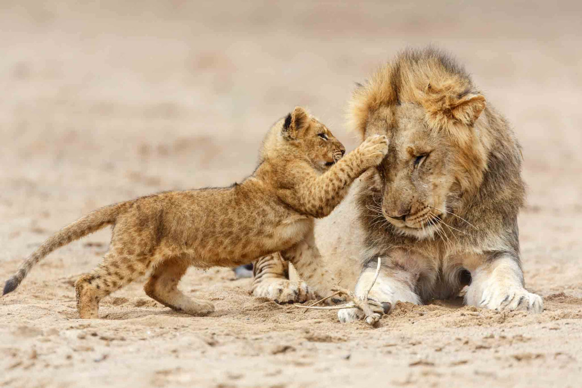 Serengeti Safari