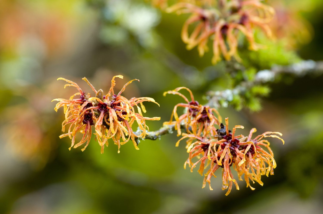 Witch Hazel