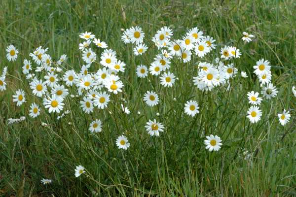 leucanthemumvulgare