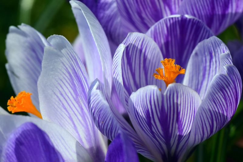 purple-crocus.jpg
