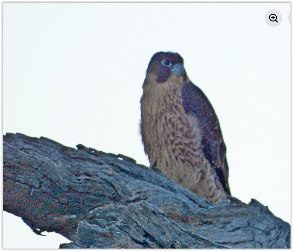 Screen Shot 12 24 25 at 03 06 PM 001