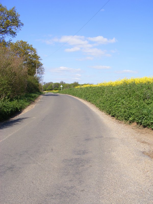 mustard-rape-lane.jpg