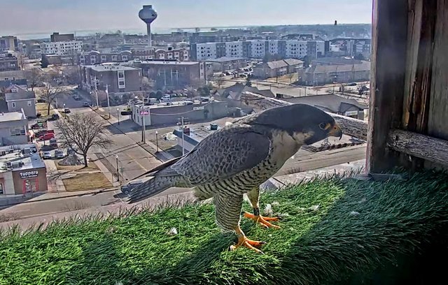 UW Oshkosh Peregrine Przechwytywanie-w-trybie-pe-noekranowym-15-01-2023-195131