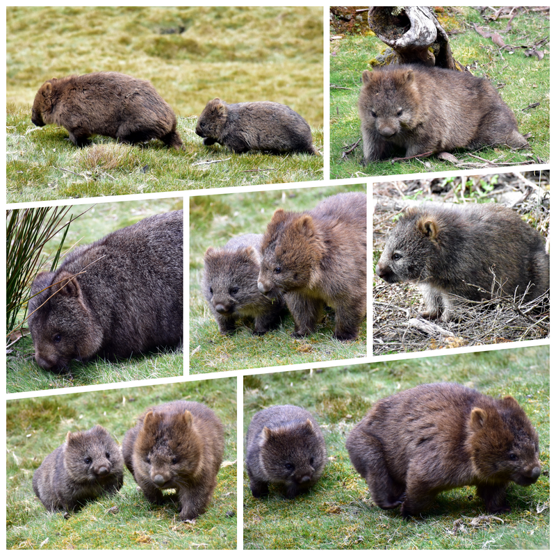 Cradle Mountain National Park - Australia (II): Recorriendo Tasmania (40)