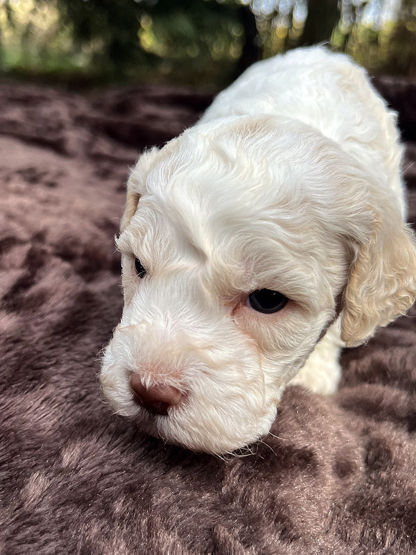 Ideal Dale Einstein – postimg photo 1