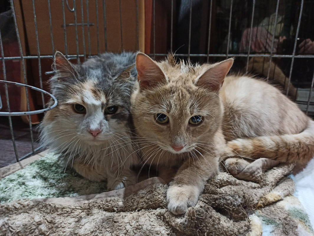 Маруся и Персик