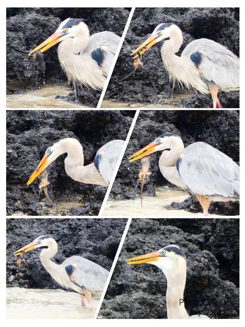 Galápagos 2022 - Blogs de Ecuador - Día 13 (30 de junio): Regreso a Santa Cruz (1)