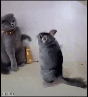 Art-Cat-GIF-Cat-vs-Chinchilla-rat-epic-infinite-fight-GIVE-UP-vs-NEVER-GIVE-UP-Hahahaha.gif