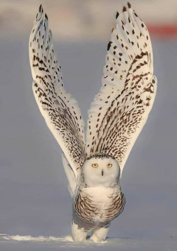 Amazing-39