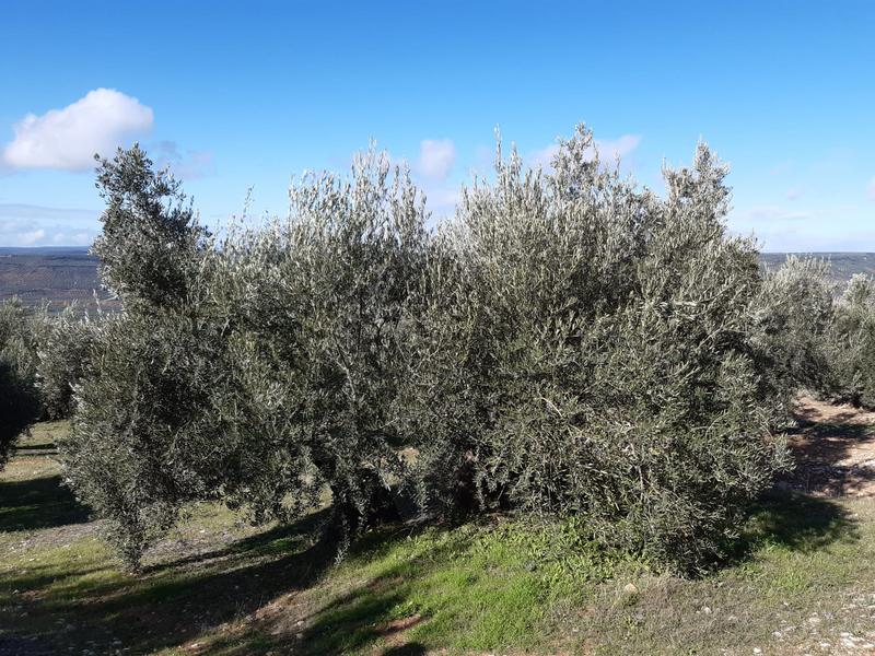 Seguimiento evolutivo/productividad parcela de secano en calar (Jaén) 2019_18