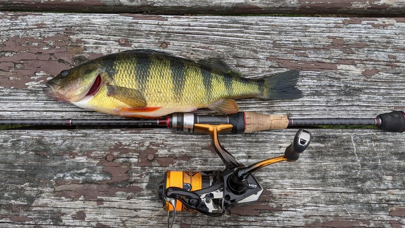 Best Shimano Reels for Yellow Perch fishing