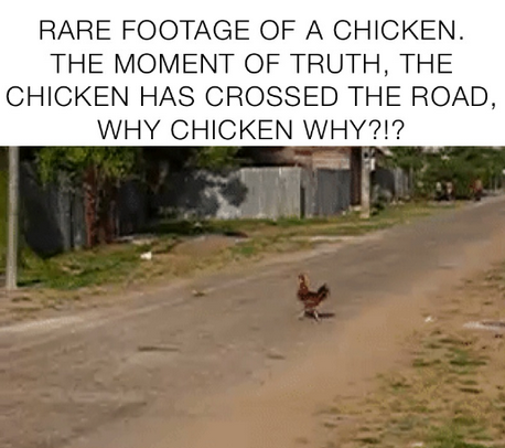 Why-Chicken-why.png