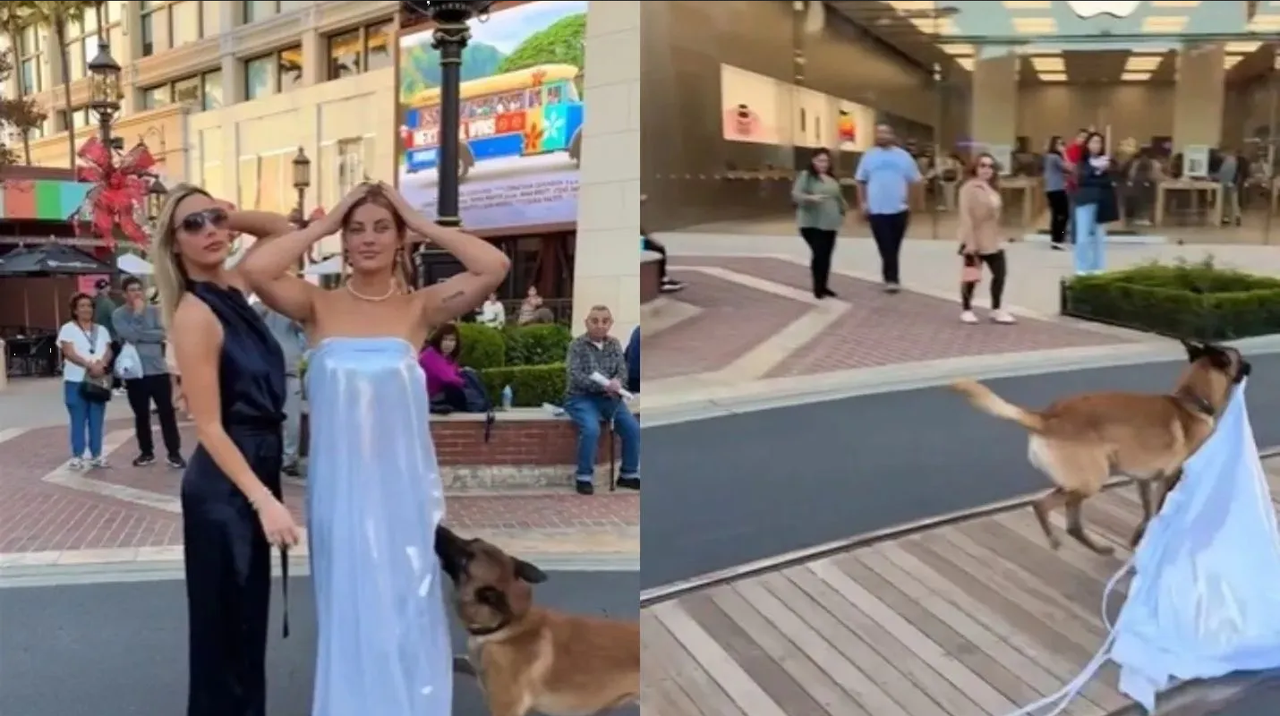 Perrito arranca vestido de una modelo y se hace viral