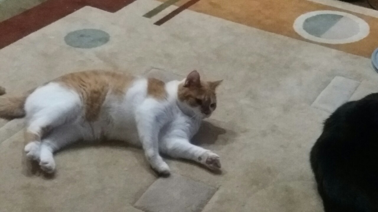 Ксю у Ольги Миры1