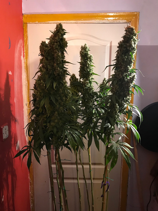 C14CBED5-091A-4C9A-A980-A9F188840483