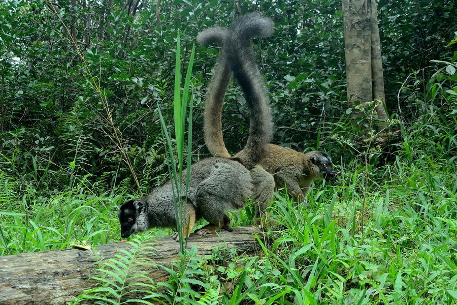 Бурый лемур