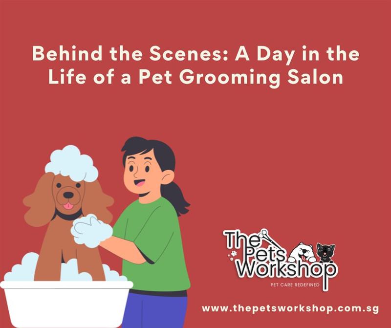 Behind the Scenes: A Day in the Life of a Pet Grooming Salon- The Pets Workshop