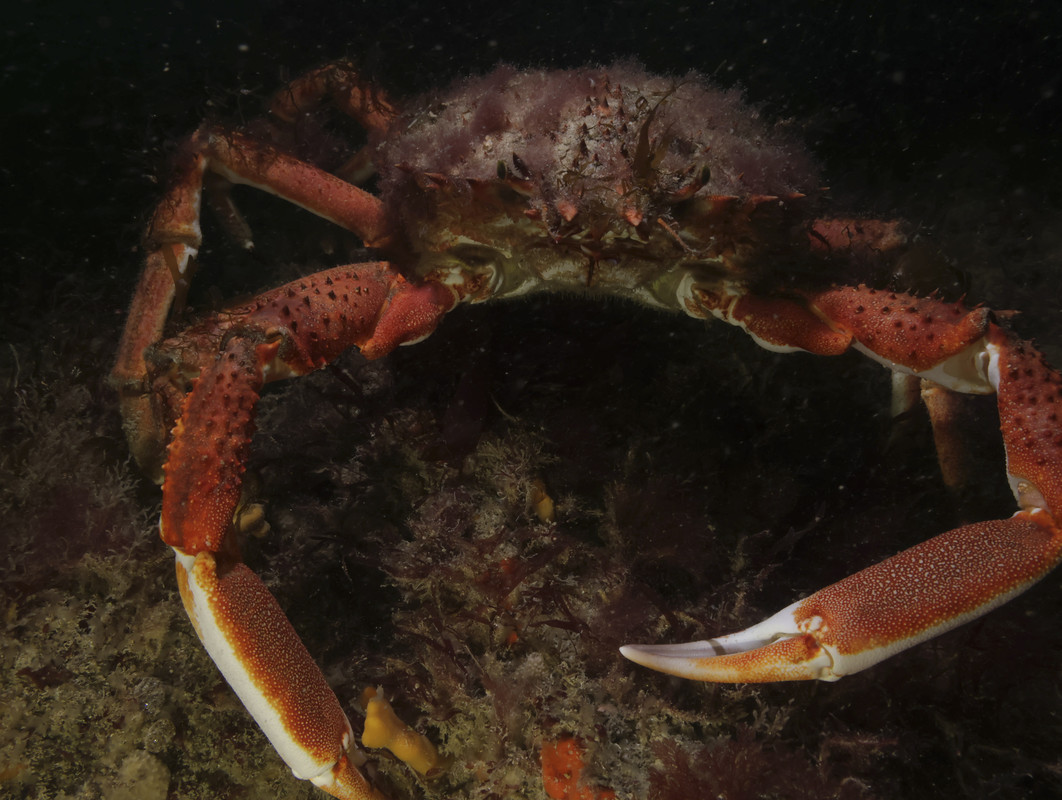 10004_07-04-2Coul-5339