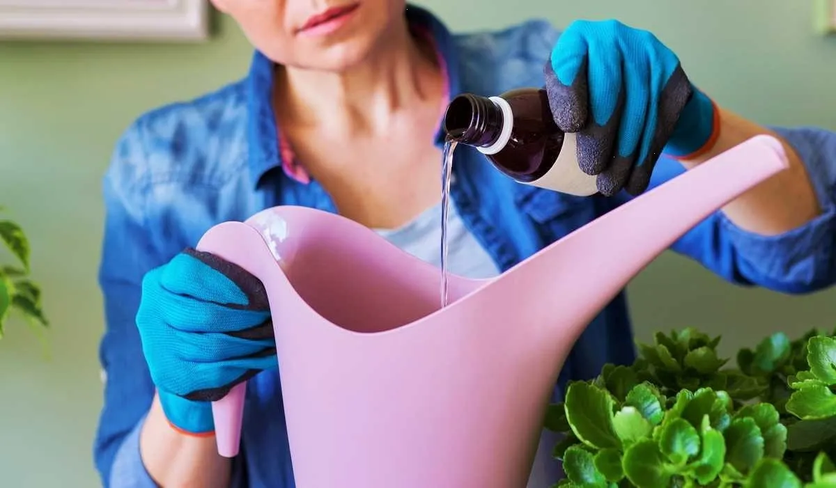 ¿Como hacer para revivir una planta? Este es el truco con agua oxigenada