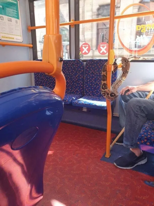 Ular melilit di pegangan di dalam bus