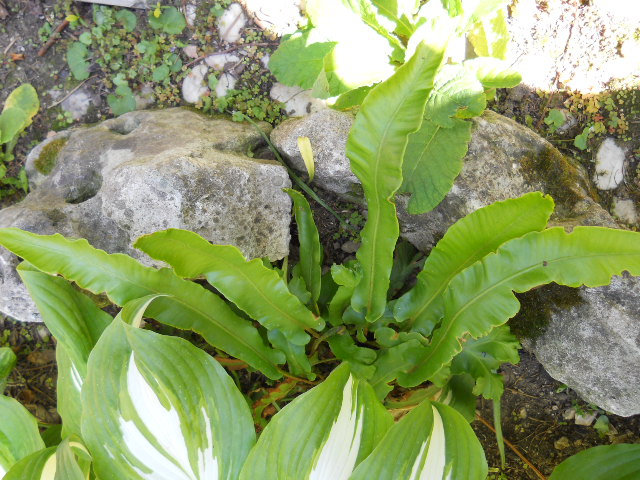 DSCN5504