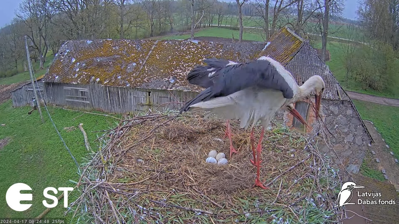 Baltie stārķi (Ciconia ciconia) Tukuma novadā - LDF tiešraide __ White storks in Tukums, Latvia 5-14