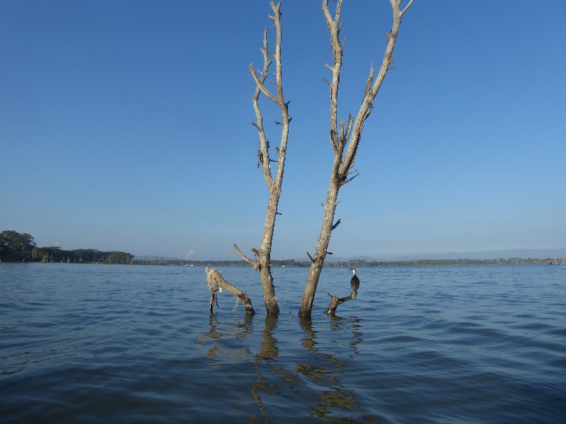 Un poquito de Kenia: Lagos Naivasha y Nakuru, Samburu y Masai Mara - Blogs of Kenya - PARQUE NACIONAL DE LAGO NAIVASHA (7)