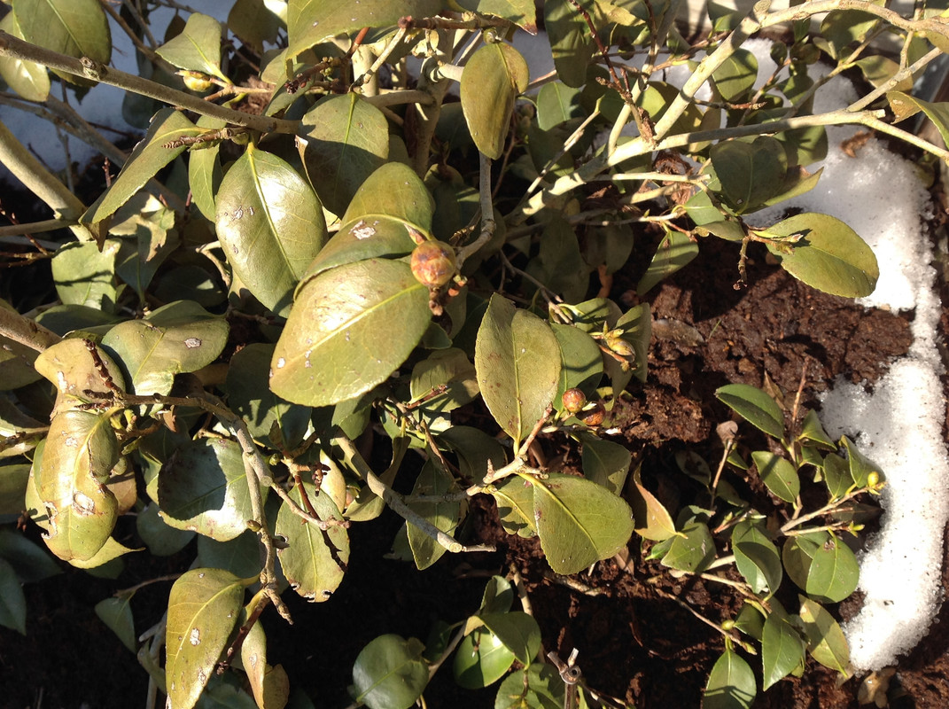 Garten Februar 12.02.2015 13 Uhr (5)