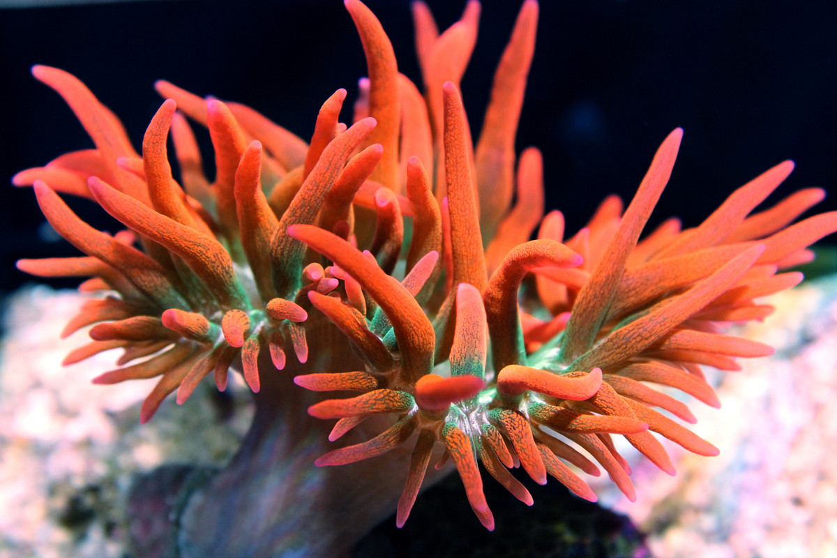 rbta