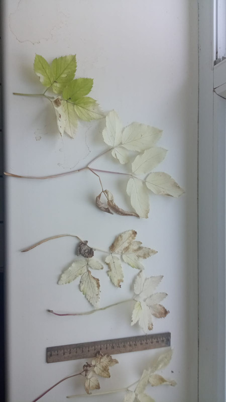 сныть альбинос