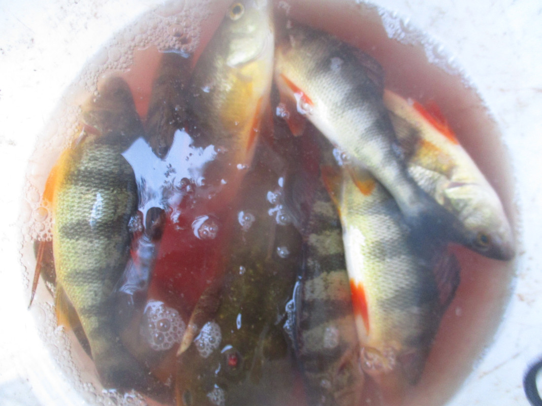 perh garys camp and bullhead and corn on cobb 003