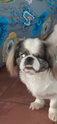 Gizmo-Heyneke