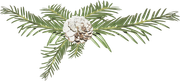 Pine