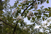 DSC-0918