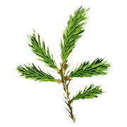 Pure-Natural-Cedarwood-Essential-Oil