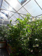 [Image: 20220711-Armenian-cukes-are-to-the-roof.jpg]