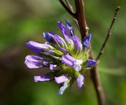 Bituminaria bituminosa - _JUS4181 - CLR