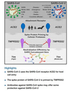 SARS-CoV2-ACE 2_TMPRSS2 protease and coronavirus infection.