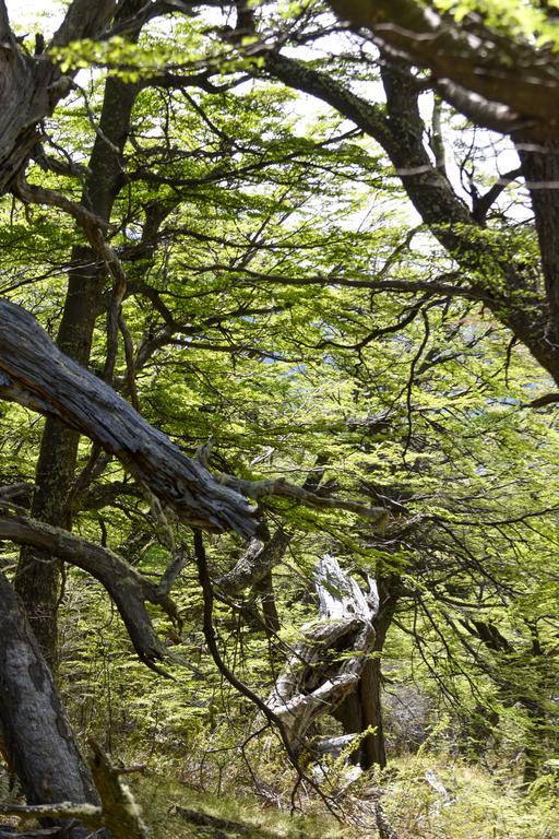 В джазе только девушки или аргентинско-бразильский калейдоскоп В джазе только девушки или аргентинско-бразильский калейдоскоп