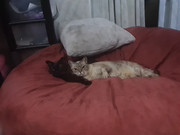 IMG 20201109 221253 Copy