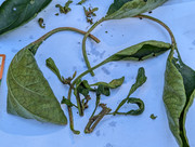 PXL_20240718_134909821