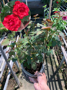 Red Intuition (size nhỏ)