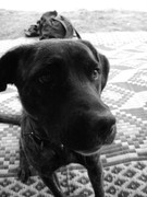 ADP System - Zelezniza 2009 (37)