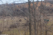 IMG-7222