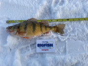 [Image: 11half-Yellow-Perch-HKN-Dec-2022.jpg]