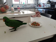 I refuse to eat from a plate