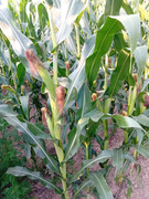 IMG-a978d1302499db955c6c2cb2c2061d2e-V