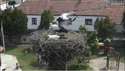 Kép