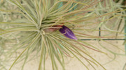 Très léger petit craquage... Mais alors tout petit ! - Page 2 Tillandsia-magnusiana002